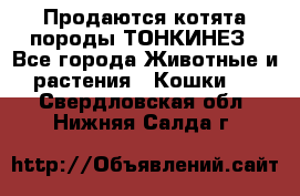 Продаются котята породы ТОНКИНЕЗ - Все города Животные и растения » Кошки   . Свердловская обл.,Нижняя Салда г.